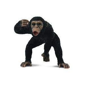Эр шимпанзе Chimpanzee