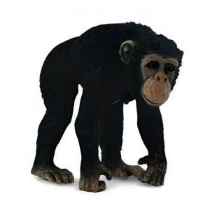 Эм шимпанзе Chimpanzee