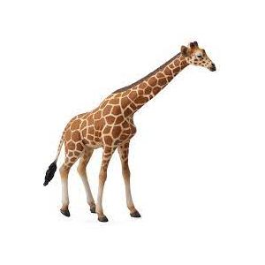 Анааш Reticulated Giraffe