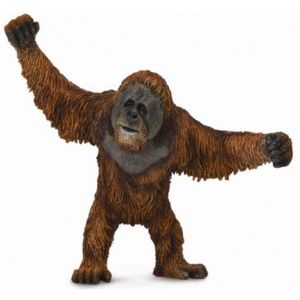 Орангутан сармагчин Orangutan