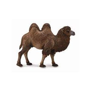Тэмээ Bactrian Camel